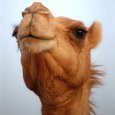 SirCamel