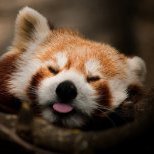 FoxyMonty