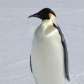 ChillPenguin