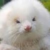 RoidedUpFerret
