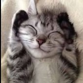 catfer