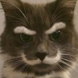 Eyebrows Cat